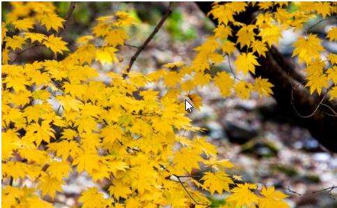 深圳按摩告诉你秋季养生切记不能盲目的进行